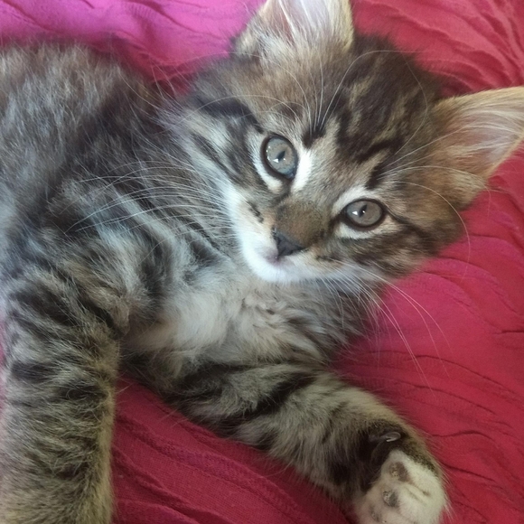 Meet your Posher, Monica - Picture 1 of 1